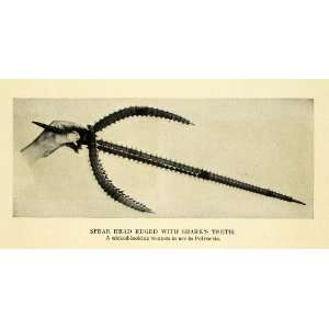1911 Print Shark Teeth Spear Polynesia Historic Weapon   Original 