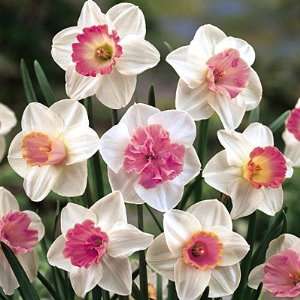    Large Cupped Daffodil Bulbs Mixed Pink Patio, Lawn & Garden