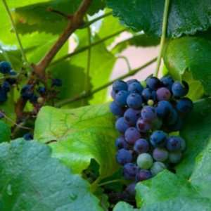  10 Heirloom California Wild Grape Seeds 