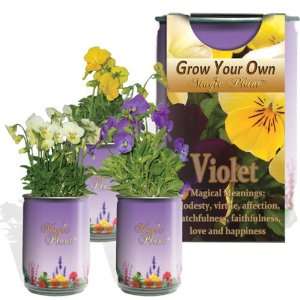  Violet (Viola) Patio, Lawn & Garden