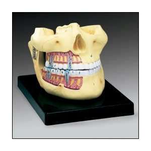 Anatomical Chart Company   Upper and Lower Jaw:  Industrial 