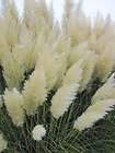 WHITE PAMPAS GRASS SEEDS 25 FRESH SEEDS 