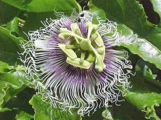 Purple PASSION FLOWER P. edulis FRUIT VINE 15 Seeds  