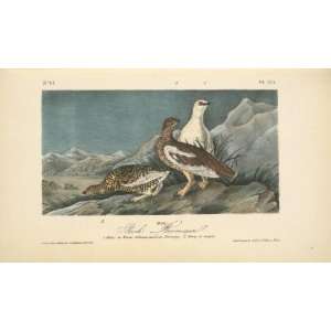     24 x 14 inches   Rock Ptarmigan. 1. Male in Win