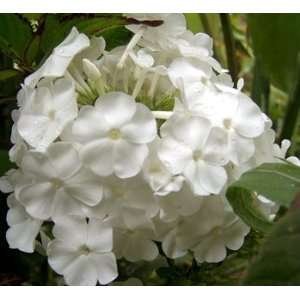  White Phlox Seed Packet Patio, Lawn & Garden