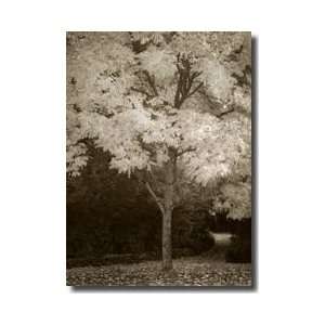  Fall Maple Fever Vi Sepia Giclee Print: Home & Kitchen
