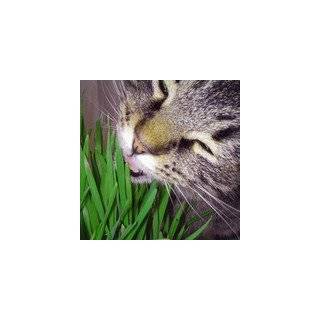 SWEET BARLEY SEEDS FOR KITTY CAT GRASS 50 + GRAMS 1,000 SEEDS 