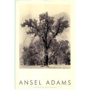 Ansel Adams   Photography Poster   24 x 36 