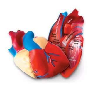  5 Pack LEARNING RESOURCES HUMAN HEART CROSSSECTION MODEL 