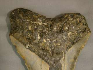 Huge 5.75 CARCHAROCLES MEGALODON Pre Historic SHARK TOOTH Antique 