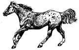 APPALOOSA HORSE mounted rubber stamp, All Creatures  