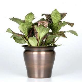 Exotic Angel Plants 4 1/2 in. Fittonia Juanita in Living Elegance Pot 