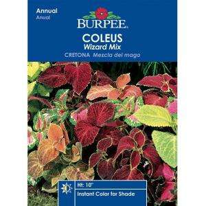 Find a Burpee Coleus Wizard Mix Seed (296783) from  
