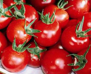 kiepenkerl tomaten cherry tomaten philovita