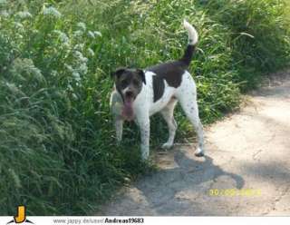 Verkaufe ein Jack Rossel Terrier Mischling in Niedersachsen 