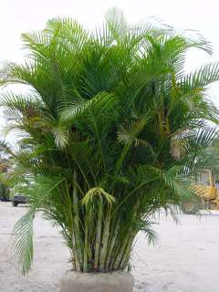 Dypsis Lutescens Seeds   Golden Cane Palm Areca  