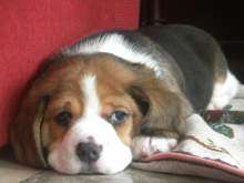 Cuccioli Annunci per Cani   Cuccioli e cani a Vibo Valentia in vendita 