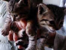 Annunci per gatti   Cuccioli e gatti a Siena in vendita su  