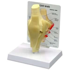 Human Knee Joint Basic Anatomy/Anatomical Model #1000  