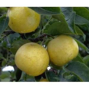    Twentieth Century Asian Pear Tree Five Gallon