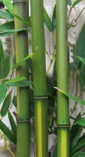 Live YELLOW GROVE BAMBOO Potted Plant   P. Aureosulcata   Cold Hardy 