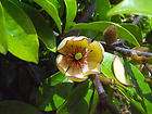 BANANA SHRUB PLANT    Michelia figo    wonderful banana scent