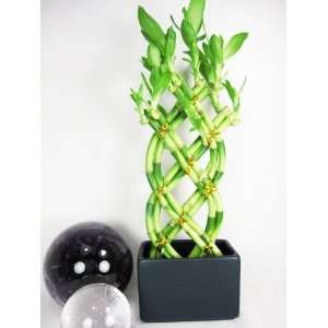   Braided Style Lucky Bamboo Plant Arrangement with Dark Blue Vase