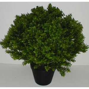    26 INDOOR / OUTDOOR Deluxe Basil Leaf Plant