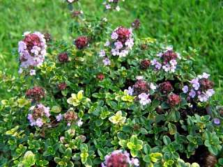 Mosquito Repelling Creeping Thyme Plant   FANTASTIC  