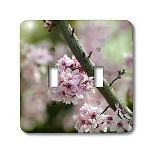 com Patricia Sanders Flowers   Spring Colors  Cherry Blossom Flowers 