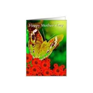  Happy Mothers Day ~ General ~ Butterfly & Red Daisies 