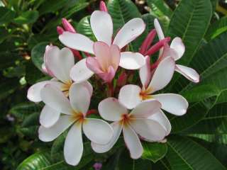 Live Dwarf Singapore Pink Plumeria rare grafted rooted FRAGRANT 