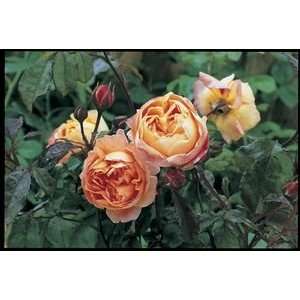  Lady Emma Hamilton (Rosa English Rose)   Bare Root Rose 