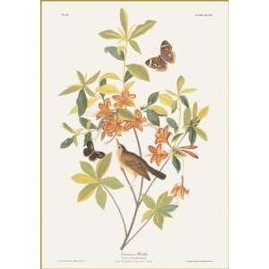  Swainsons Warbler by John James Audubon. Best Quality Art 
