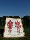French poster Anatomy school Medicine Human Body vintage muscle 