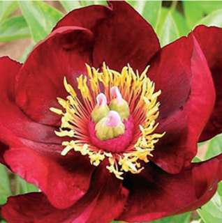 Scarlet Heaven Peony   Intersectional Peony   NEW   Potted  