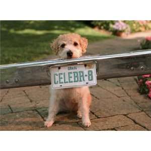  Goldendoodle Party License Birthday Card 