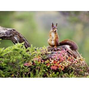  Red Squirrel, Adult on Fallen Log with Hazelnut in Mouth 