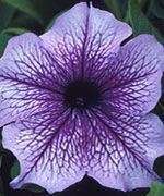 Annual: ORCHID DADDY PETUNIA Seeds  Lilac w/Purple Vein  