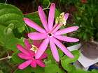 RARE species pink passion flower vine Passiflora reflexiflora PLANT