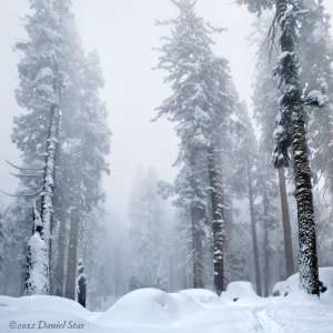 SEQUOIA TREES Winter Snowy Hazy Landscape CANVAS PHOTOGRAPHY PRINT 